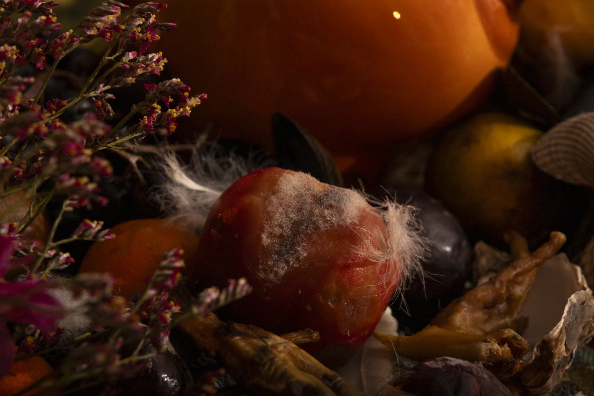 installation documentation of mould on top of an apple.